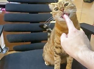 Intense play with a poor kitty who invites you